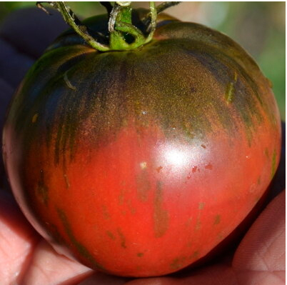 Tomato Russian Cossack, Помидор Русский Казак